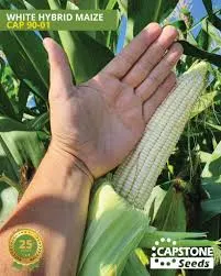 Seeds we stock